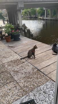 Apartamento Tinyhouse Woody At The Water Zaandam Exterior foto